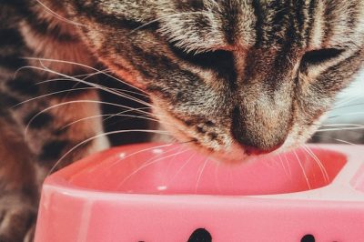 Tips To Choose Chicken-Free Cat Food